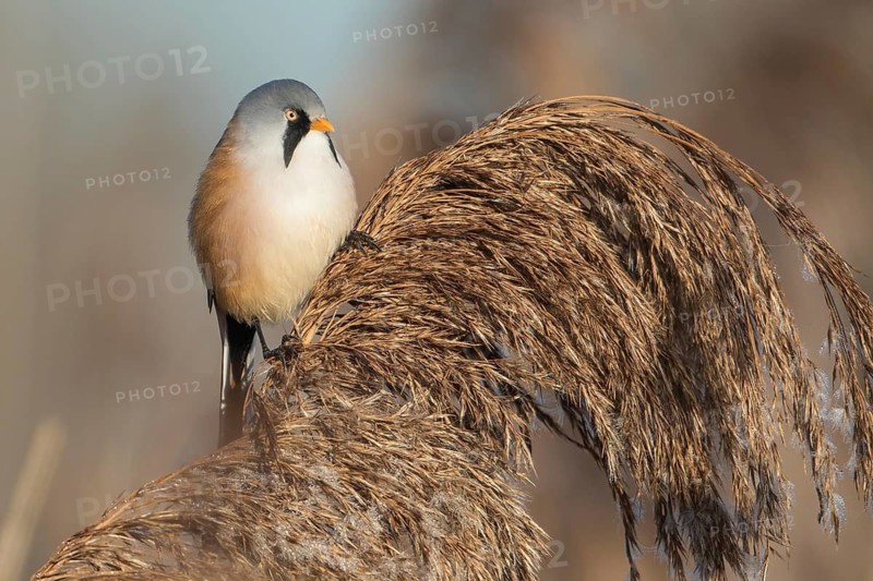 Bearded Reedling (Panurus biarmicus) male perched in reedbed, Baden-Wuerttemberg, Germany