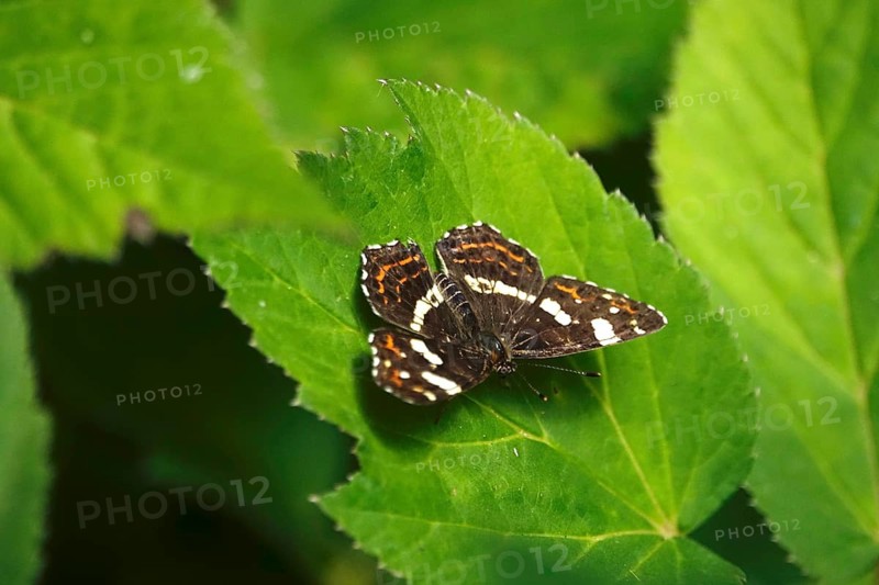 Map Butterfly (Araschnia levana, July, Saxony, Germany