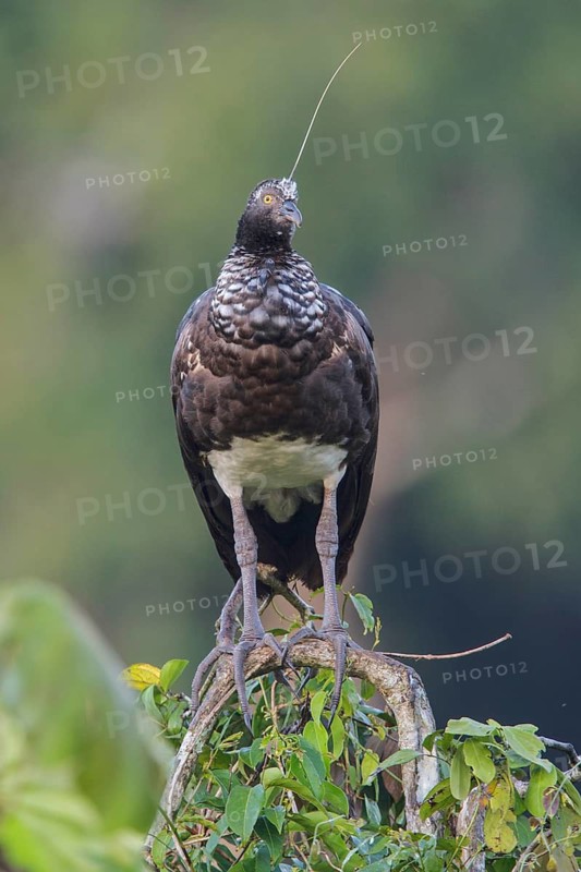 Horned Screamer (Anhima cornuta) perched on a branch in Manu National Park, Peru