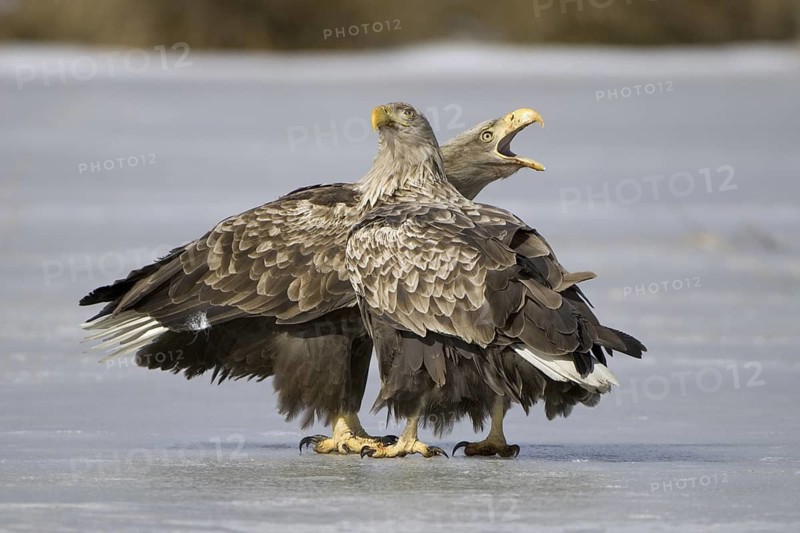 White-tailed Eagle (Haliaeetus albicilla), Mecklenburg-Western Pomerania, Germany