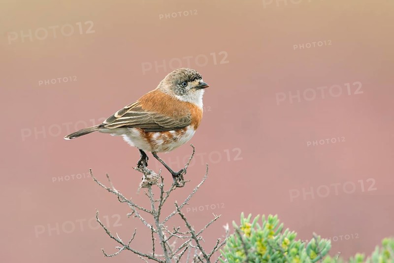 Chestnut-breasted Whiteface (Aphelocephala pectoralis), South Australia, Australia