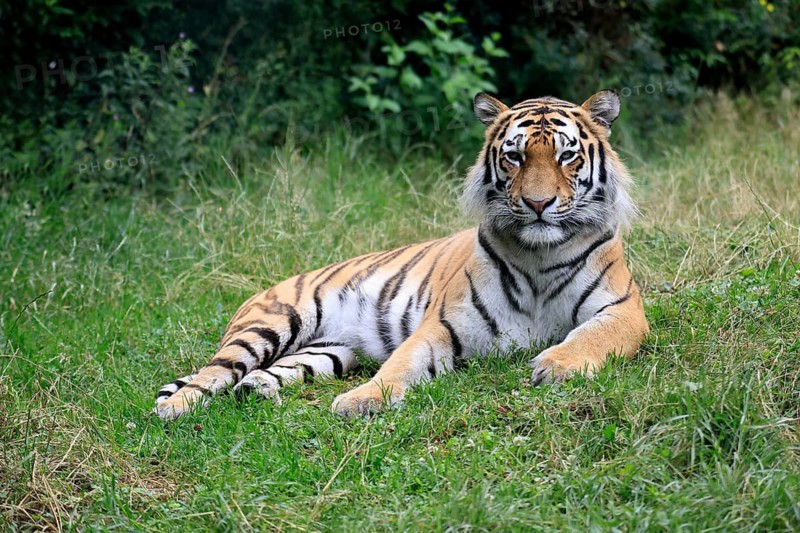 Siberian tiger (Panthera tigris altaica), adult, alert, lying in the grass
