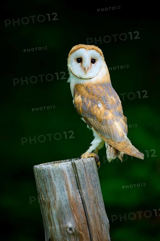 Common barn owl (Tyto alba), sitting on wooden pole, Bohemian Forest, Czech Republic