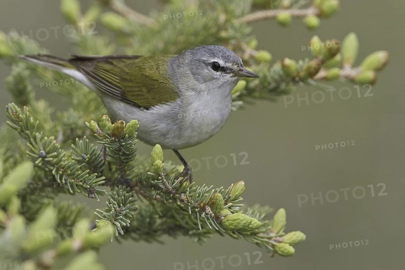 Tennessee Warbler (Leiothlypis peregrina), Manitoba, Canada