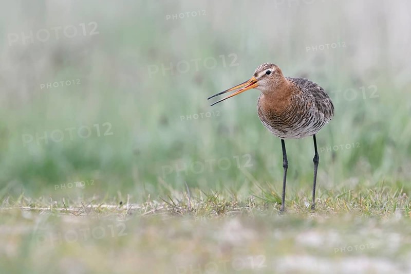 Black-tailed Godwit (Limosa limosa) calling, Netherlands
