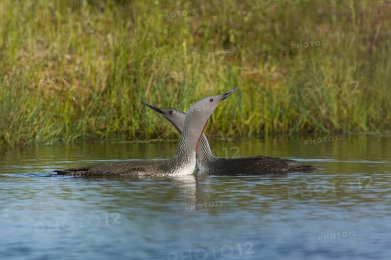 Sterntaucher (Gavia stellata) Red-throated Diver