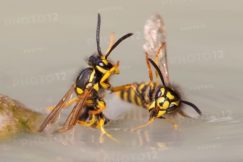 Wasps (Vespinae), Vechta, Lower Saxony, Germany