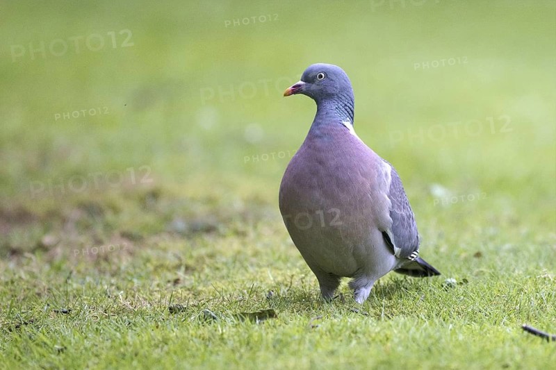 Common Wood Pigeon (Columba palumbus), North Rhine-Westphalia, Germany