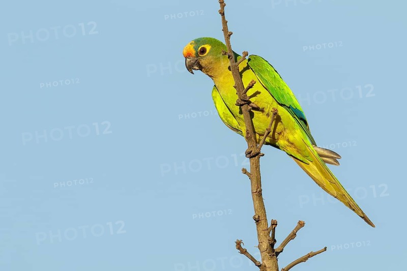 Peach-fronted Parakeet (Eupsittula aurea) perched on a branch in the Pantanal region of Brazil