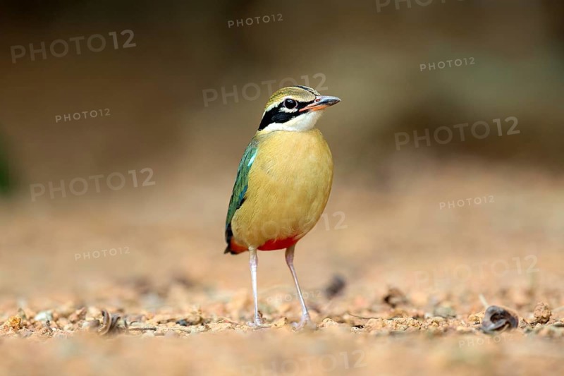 Indian Pitta (Pitta brachyura) perched on the ground, Kerala, India