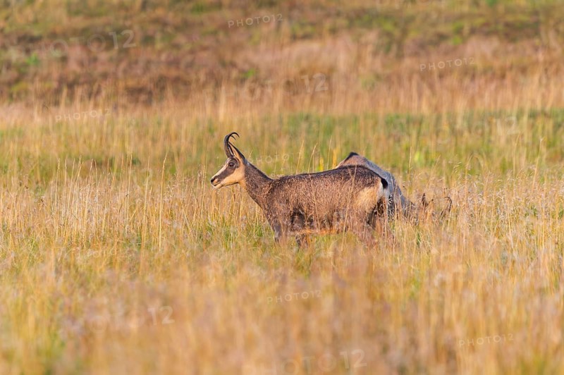 Chamois (Rupicapra rupicapra) on a meadow in the Vosges Mountains, wildlife, France