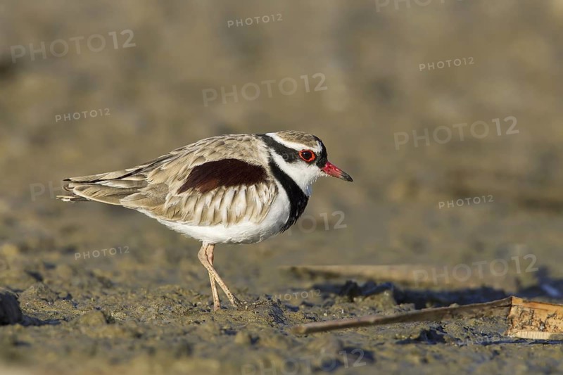 Black-fronted Dotterel (Elseyornis melanops), Victoria, Australia