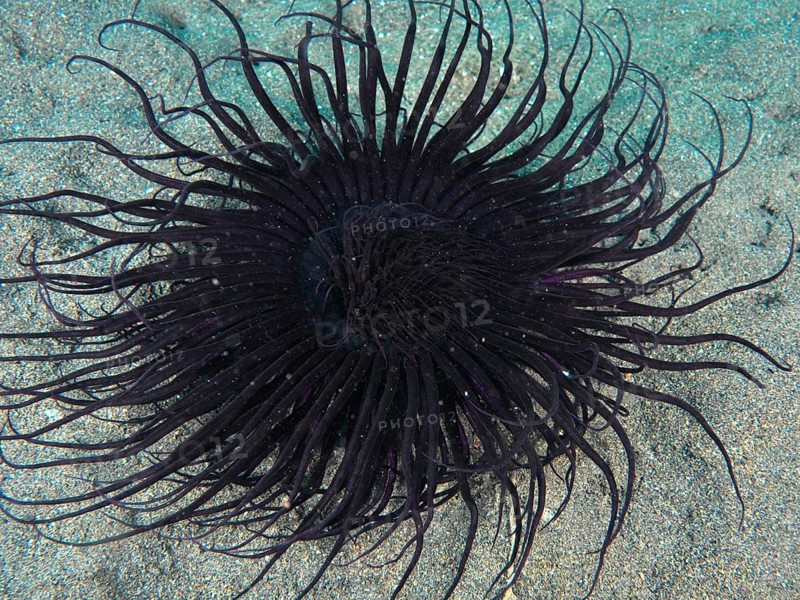 Long-limbed black cylindrical rose arranged radially on sandy bottom, dive site Puri Jati, Umeanyar, Bali, Indonesia