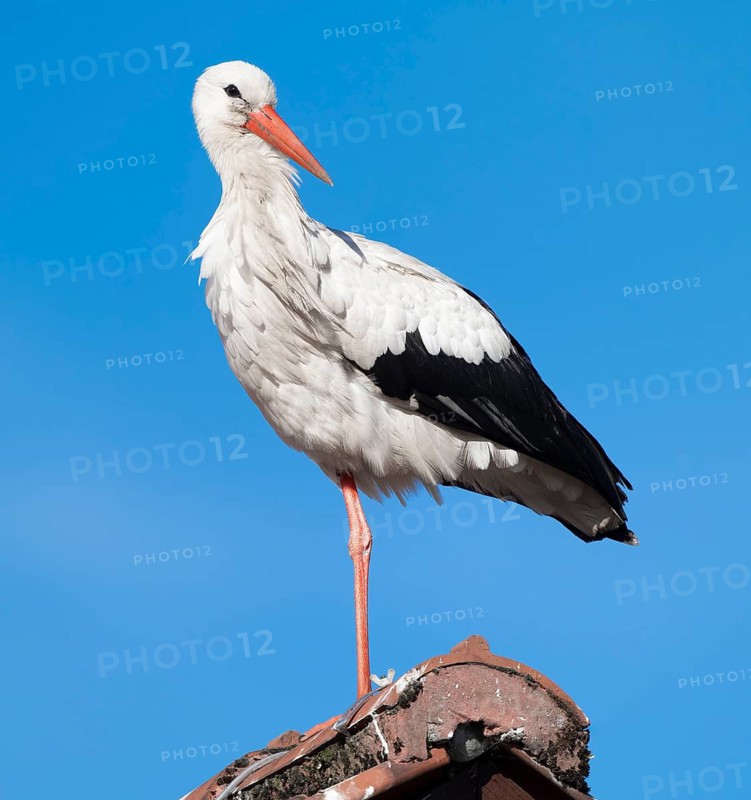 White stork (Ciconia ciconia) standing on the roof of a house, blue sky, Lower Saxony, Germany