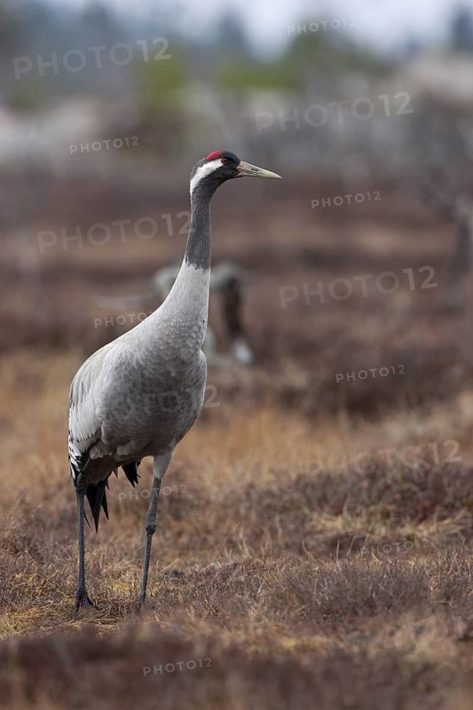 Common Crane (Grus grus), Sweden