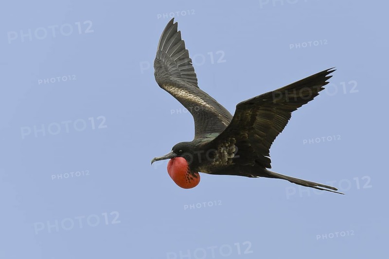 Great Frigatebird (Fregata minor), Hawaii, USA