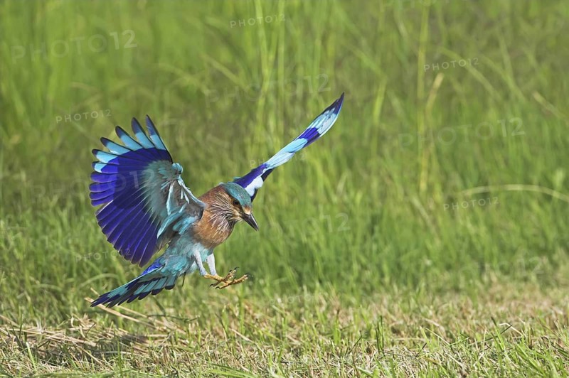 Indian Roller (Coracias benghalensis) flying, Oman
