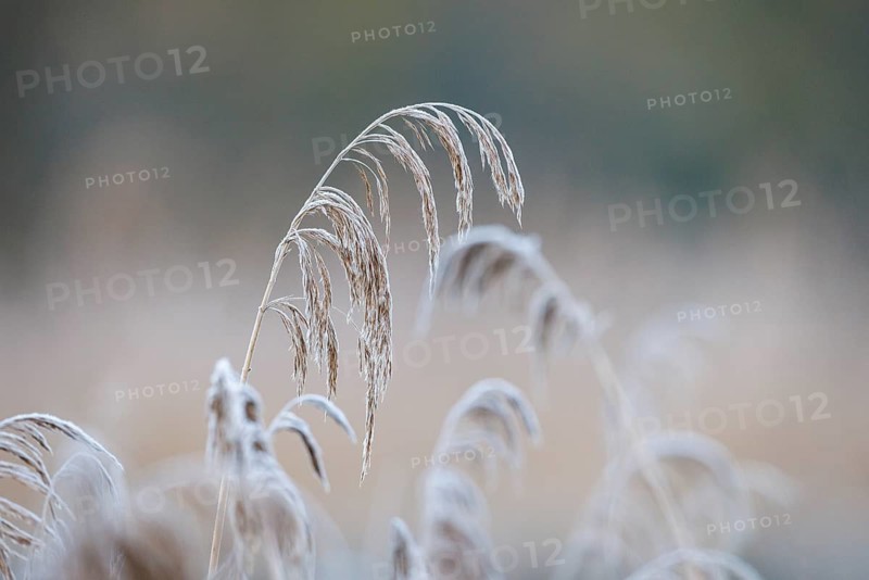 Reed (Phragmites australis), Germany