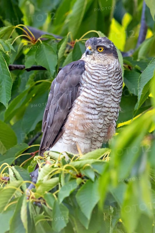 Eurasian sparrowhawk (Accipiter nisus), Rhein-Pfalz-Kreis, Neuhofen, Rhineland-Palatinate, Germany