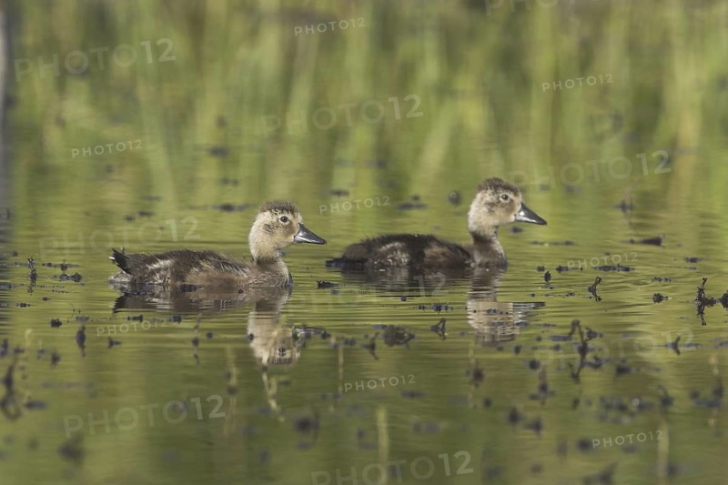 American Black Duck (Anas rubripes) chick, Alberta, Canada