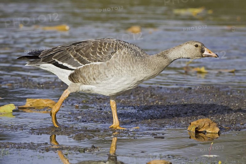 Greater White-fronted Goose (Anser albifrons), British Columbia, Canada