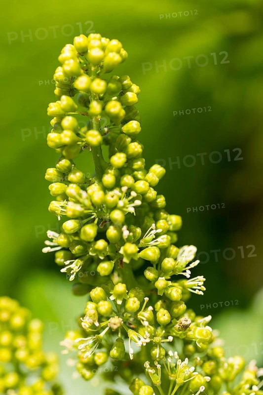 Blossom with buds and flowers, vine blossom on a vine, grapevine (Vitis vinifera), Saxony, Germany
