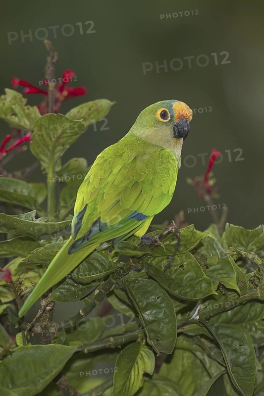 Peach-fronted Parakeet (Eupsittula aurea), Mato Grosso do Sul, Brazil