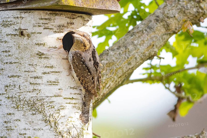 Eurasian wryneck (Jynx torquilla) Germany