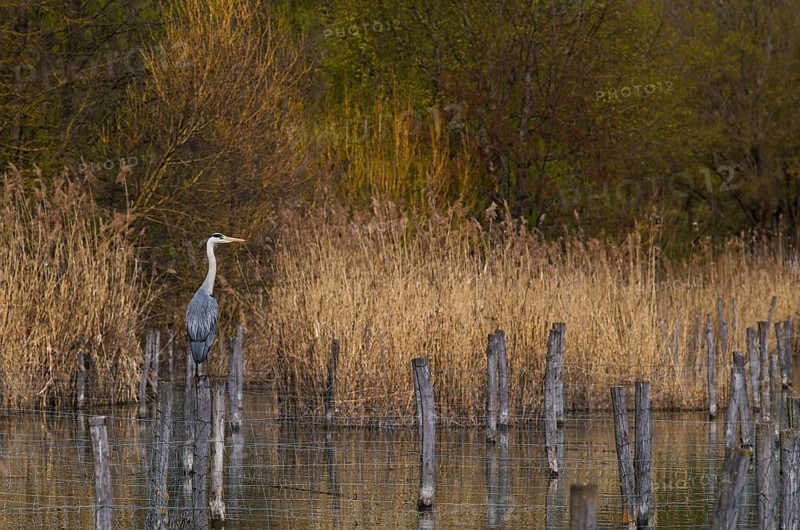 Grey heron (Ardea cinerea) sitting on a post, bird sanctuary, reeds, shore, Max-Eyth-See, Hofen, Stuttgart, Baden-Württemberg, Germany