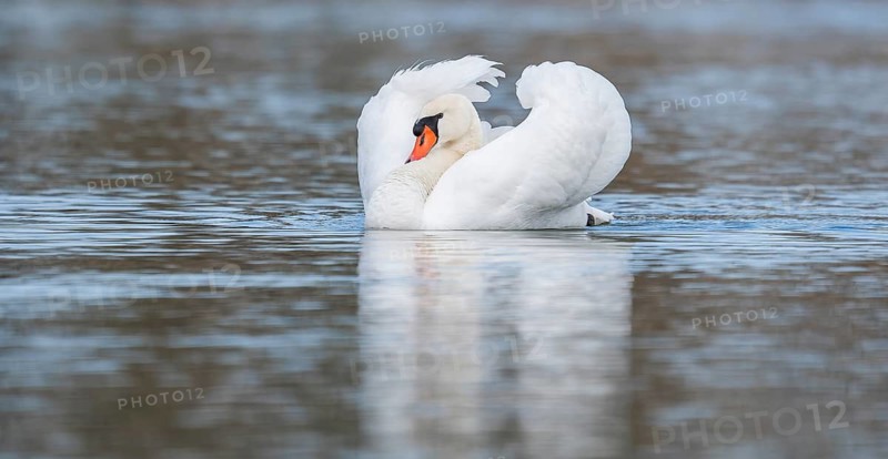 Mute swan (Cygnus olor) swimming in an imposing pose on a pond, Thuringia, Germany