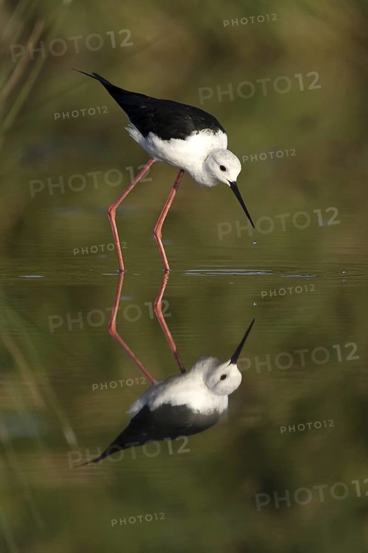 Black-winged Stilt (Himantopus himantopus), Castile-La Mancha, Spain