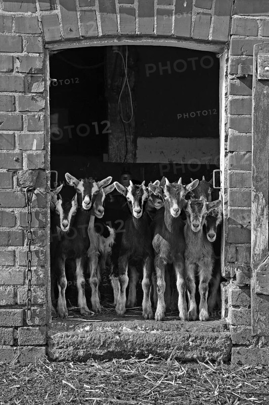 Goats (Capra aegagrus f. hircus) . Goat lambs in front of a stable door, organic farm, black and white, Othenstorf, Mecklenburg-Western Pomerania, Germany