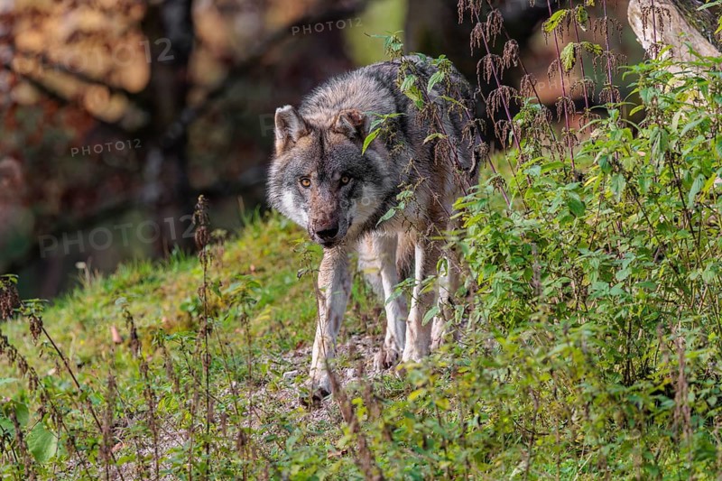 An adult male eurasian gray wolf (Canis lupus lupus) runs through dense vegetation on a green meadow on hilly terrain