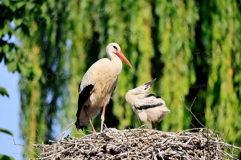 White stork (Ciconia ciconia), adult, juvenile, chick, nest, Heidelberg, Germany