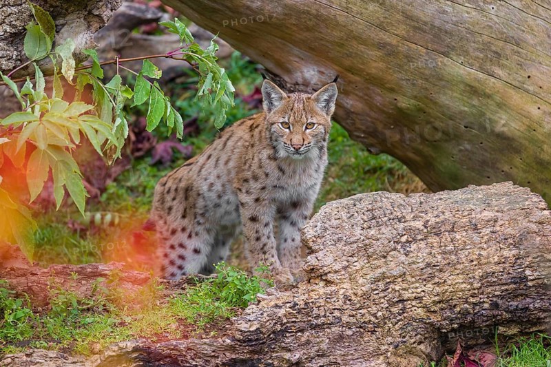 One Eurasian lynx, (Lynx lynx), stands with its front paws perched on a lying tree trunk, looking curiously