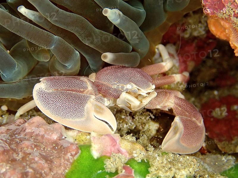 Spotted porcelain crayfish (Neopetrolisthes maculatus)