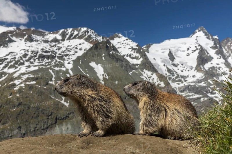 Two Alpine Marmot, Marmota marmota, resting in front of his den. Grossglockner mountain with blue sky in the background. Grossglockner high alpine road, Austria