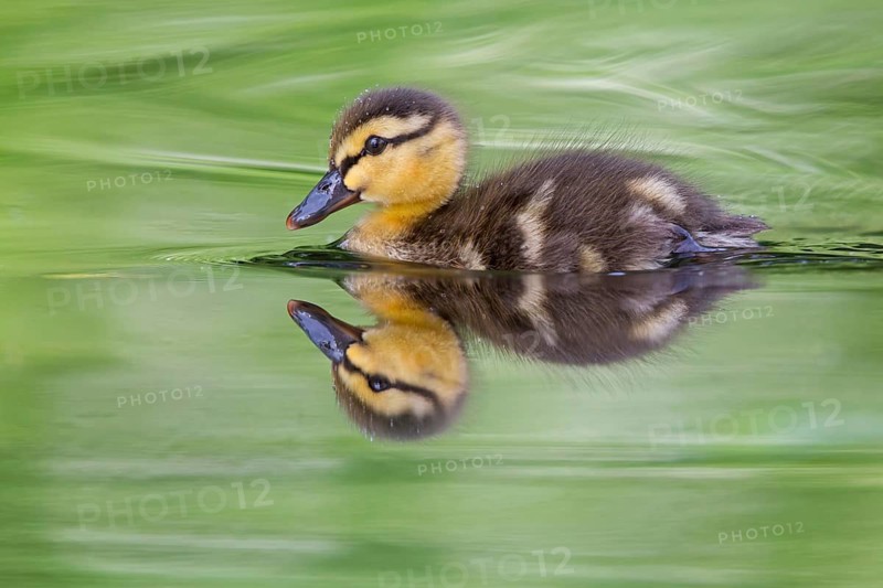 Mallard, chick, juvenile, baby duck, swims in the water, sideways, (Anas platyrhynchos), female, Canard colvert, Azulón, Rosensteinpark, Stuttgart, Baden-Württemberg, Federal Republic of Germany