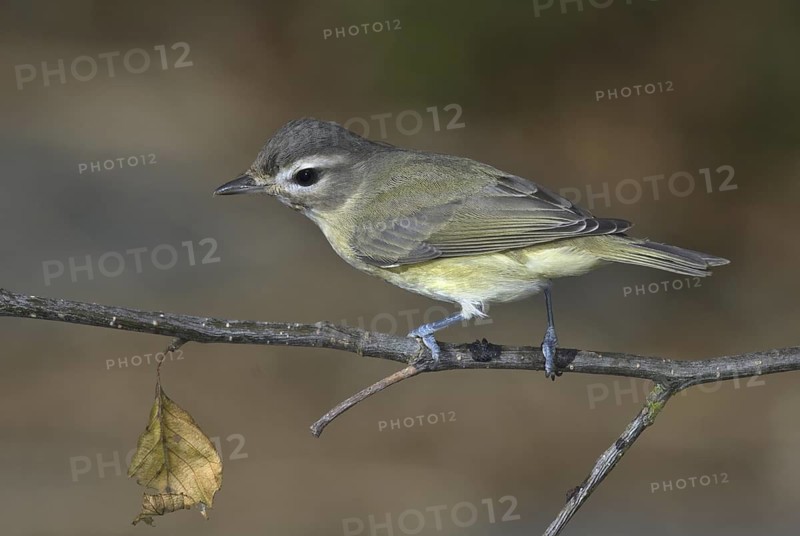 Warbling Vireo (Vireo gilvus), British Columbia, Canada