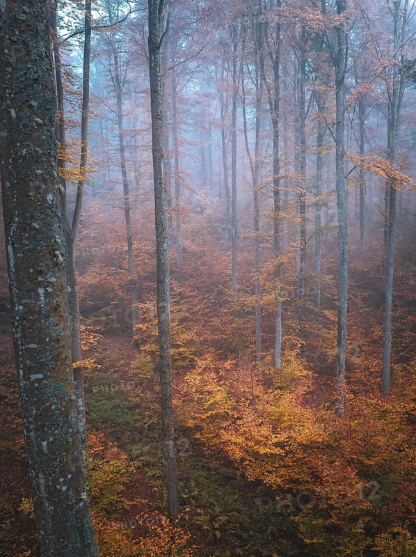 Mystical forest in autumn mist with orange leaves and mossy ground, Gechingen, Black Forest, Germany