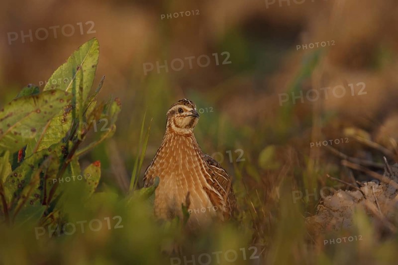 Common Quail (Coturnix coturnix), Mallorca, Spain