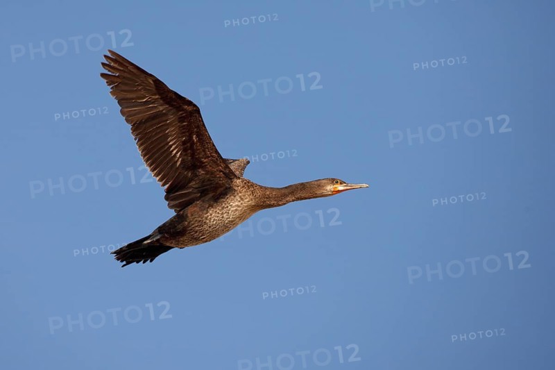 White-breasted Cormorant (Phalacrocorax lucidus) juvenile flying, Namibia