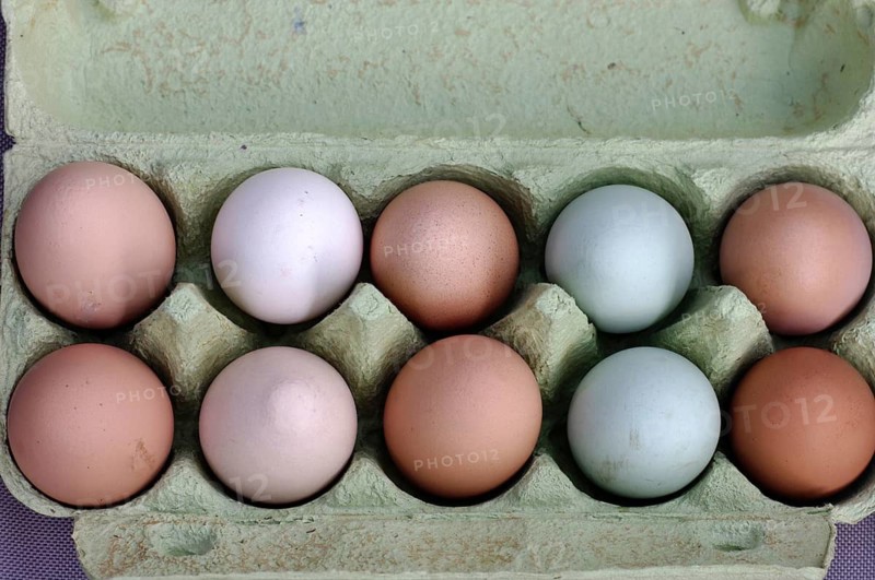 Egg, egg carton, ten, different colors, Easter, fresh