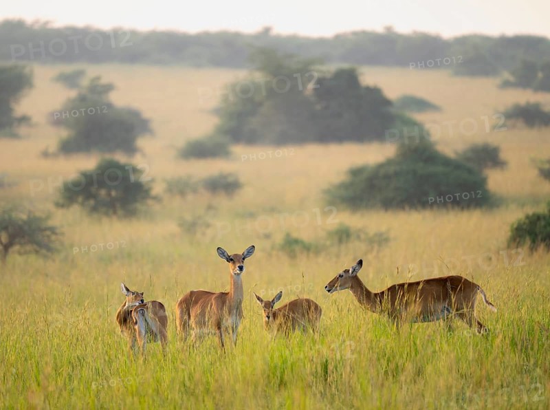 Ugandan antelope (Kobus thomasi) also known as Uganda kob, several females, Murchison Falls National Park, Uganda
