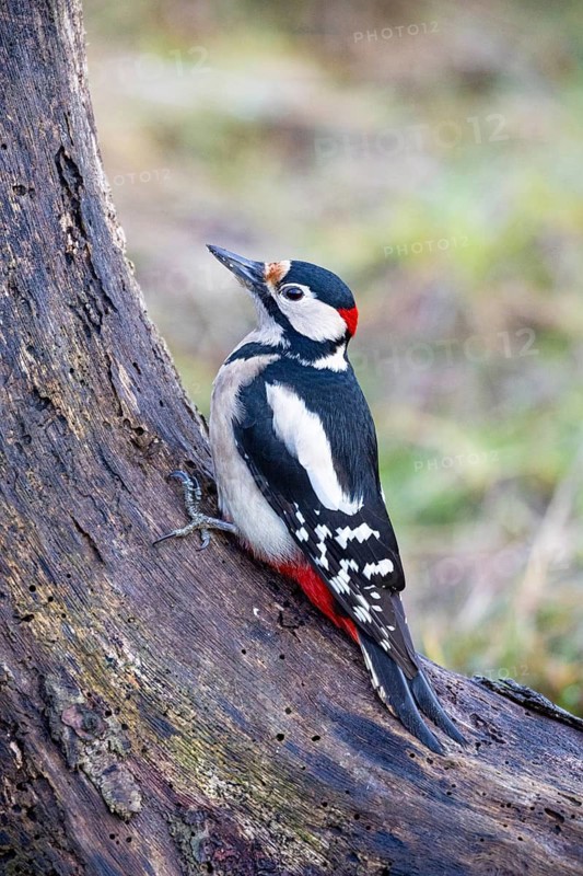Great spotted woodpecker (Dendrocopus major) ml Germany