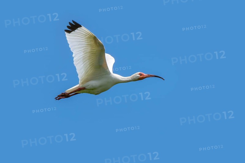 American white ibis (Eudocimus albus, Scolopax alba) adult in flight against blue sky, native to southern USA and Caribbean coast of Central America