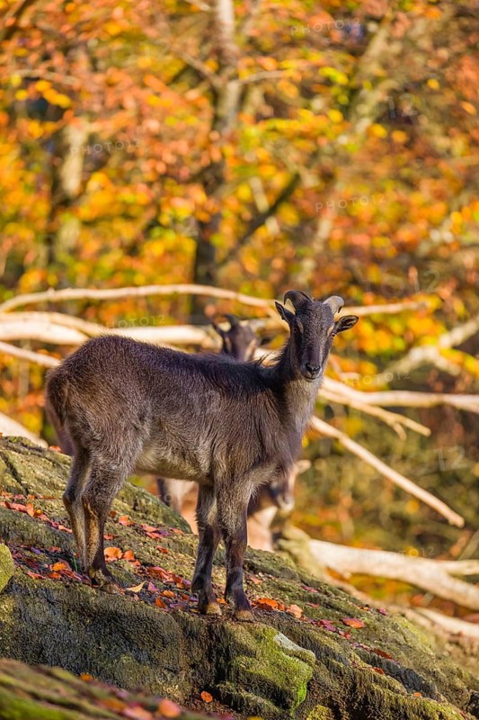 A female Himalayan tahr (Hemitragus jemlahicus) stands on a rock. A dense autumnal forest is in the background