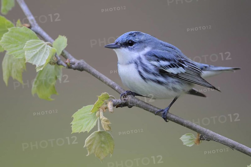 Cerulean Warbler (Setophaga cerulea), West Virginia, USA
