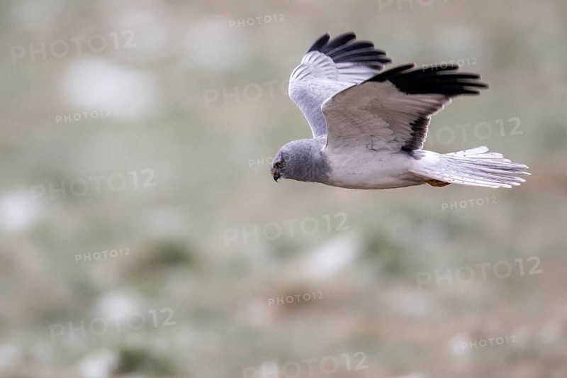 Hen harrier (Circus cyaneus), male, flying, Emsland, Lower Saxony, Germany
