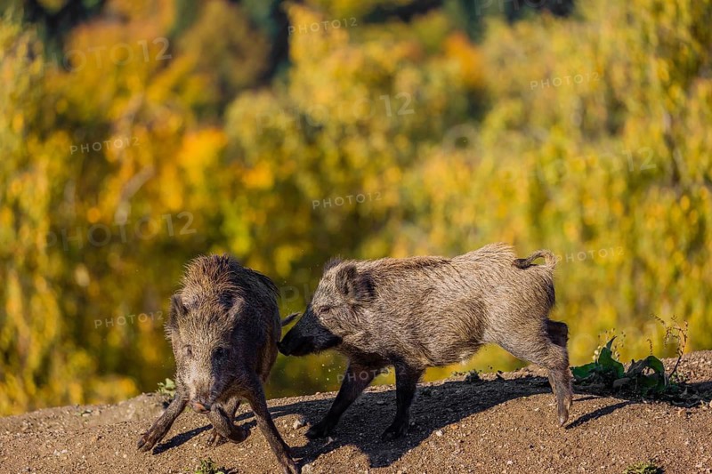Two wild boars or wild pigs (Sus scrofa) fight in a clearing on hilly terrain. In the background you can see a forest in the fall foliage